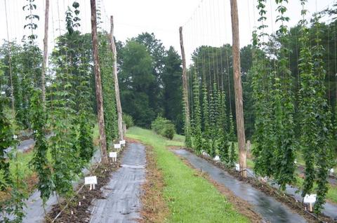Rows of hop bines climbing vertical strings on wooden poles with grassy center path
