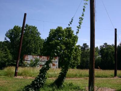 Vines climbing a wooden utility pole with wires in a grassy field