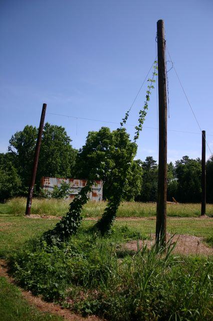 Vines climbing a wooden utility pole with wires in a grassy field