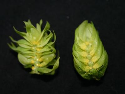Two green hop cones placed side by side against a black background