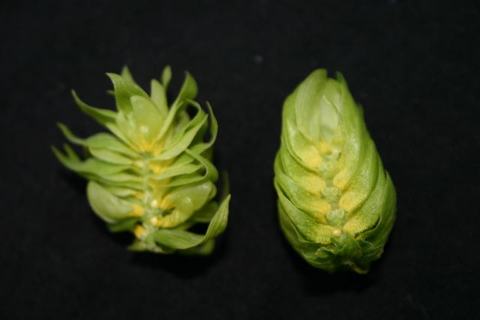Two green hop cones placed side by side against a black background