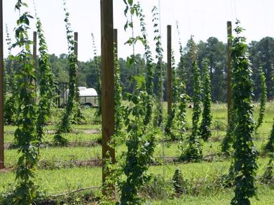 Rows of trellised climbing vines on wooden poles in a grassy field
