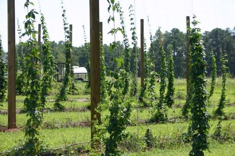 Rows of trellised climbing vines on wooden poles in a grassy field