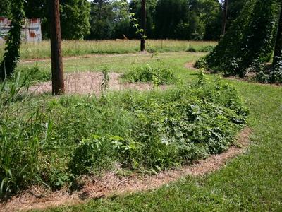 Overgrown curved garden bed with weeds, grass paths, and wooden poles