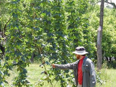 Person wearing hat inspects tall hop vines in a sunny field