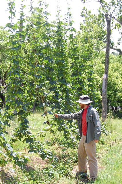 Person wearing hat inspects tall hop vines in a sunny field