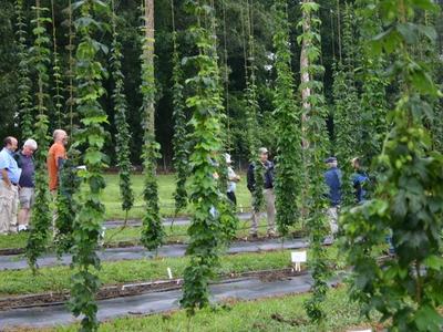 Group of people walking among tall hop bines in a cultivated field