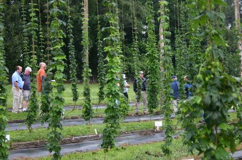 Group of people walking among tall hop bines in a cultivated field