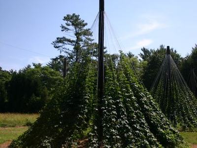 Central pole with climbing vines on conical trellis in grassy field