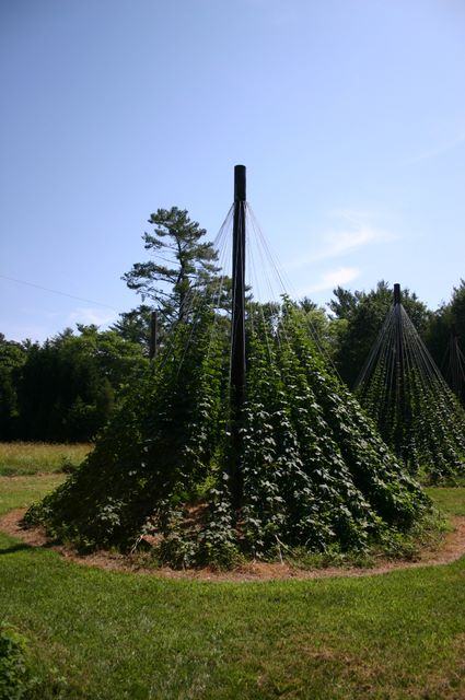 Central pole with climbing vines on conical trellis in grassy field
