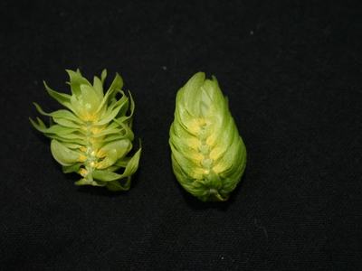Two green hop cones on a black fabric background