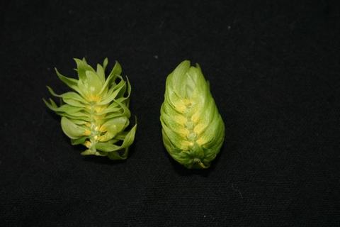 Two green hop cones on a black fabric background