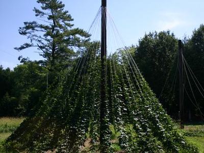 Conical trellis with climbing vines on ropes from a central pole in a grassy field