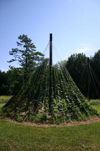 Conical trellis with climbing vines on ropes from a central pole in a grassy field