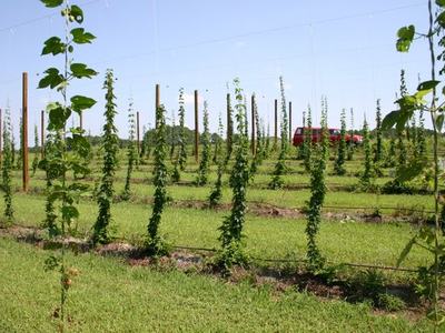 Rows of hop vines trained on trellis poles in a field, red truck visible in background