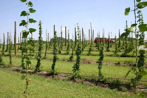 Rows of hop vines trained on trellis poles in a field, red truck visible in background