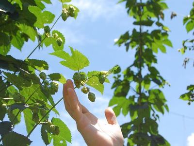 Hand reaching toward hop cones on a climbing vine against blue sky