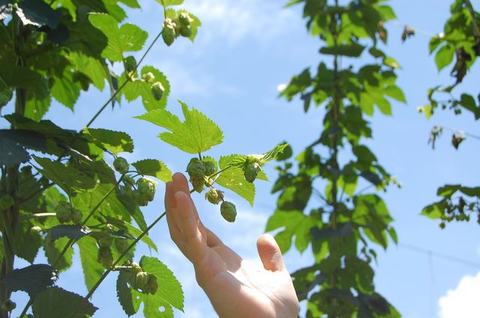 Hand reaching toward hop cones on a climbing vine against blue sky
