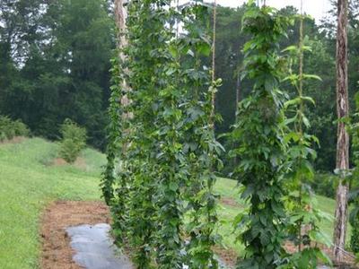 Hop vines trained up vertical twine between wooden poles in a grassy field