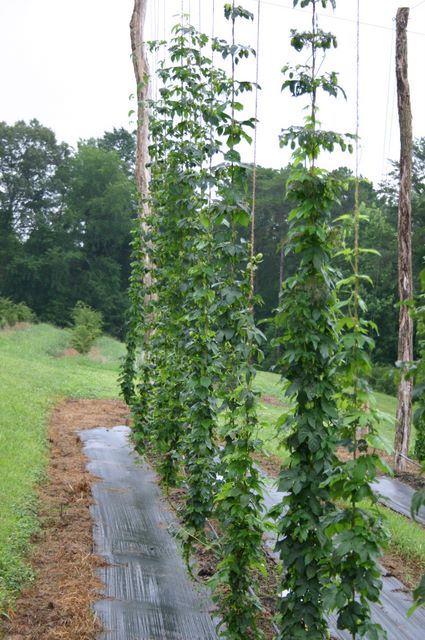 Hop vines trained up vertical twine between wooden poles in a grassy field