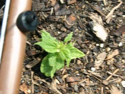 Small green seedling growing in wood-chip mulch beside brown irrigation tubing