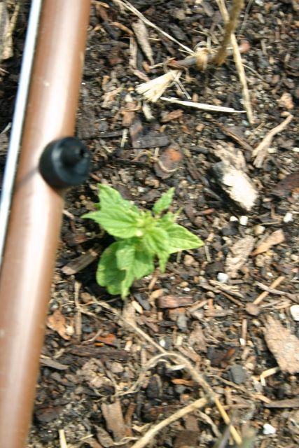 Small green seedling growing in wood-chip mulch beside brown irrigation tubing