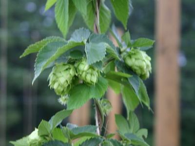 Cluster of green hop cones on a climbing vine with serrated leaves