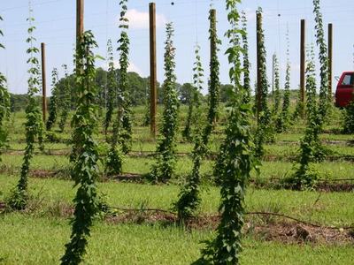 Rows of young hop vines trained on vertical trellises in a field, red truck at right