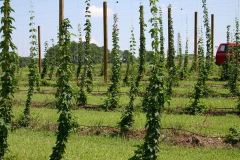 Rows of young hop vines trained on vertical trellises in a field, red truck at right