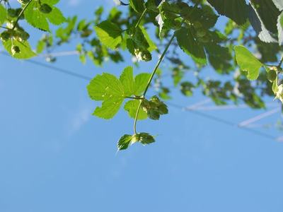 Hops vine with green hop cones and serrated leaves against clear blue sky