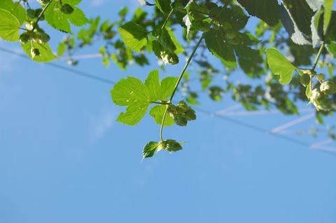 Hops vine with green hop cones and serrated leaves against clear blue sky