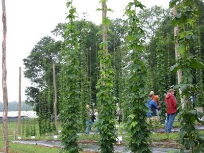Tall hop vines trained on vertical strings in rows, people walking between the rows