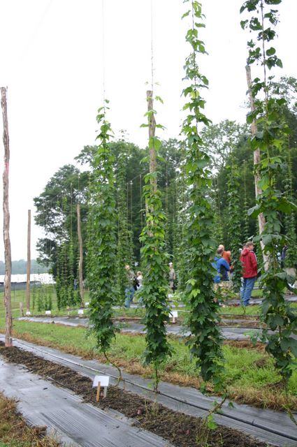 Tall hop vines trained on vertical strings in rows, people walking between the rows