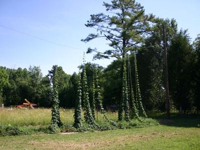 Columns of tall climbing vines growing up poles beneath a large tree in a grassy field