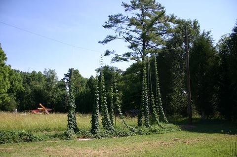 Columns of tall climbing vines growing up poles beneath a large tree in a grassy field