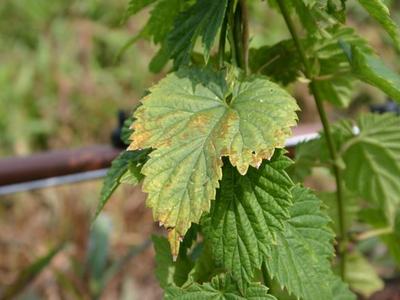 Hop plant leaves with yellowing and brown, damaged leaf edges