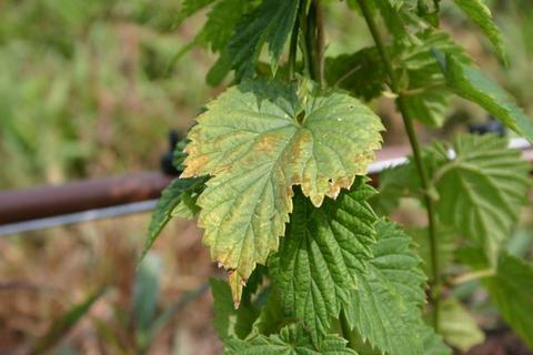 Hop plant leaves with yellowing and brown, damaged leaf edges