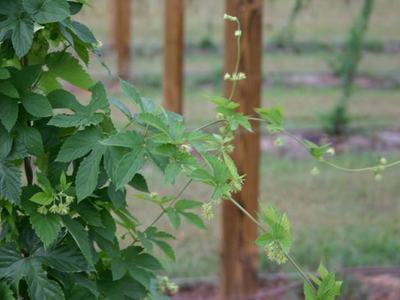 Green climbing vine with serrated leaves and small pale flowers on wooden posts