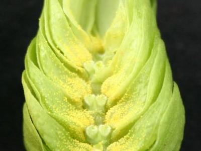 Close-up of split green hop cone revealing yellow lupulin powder
