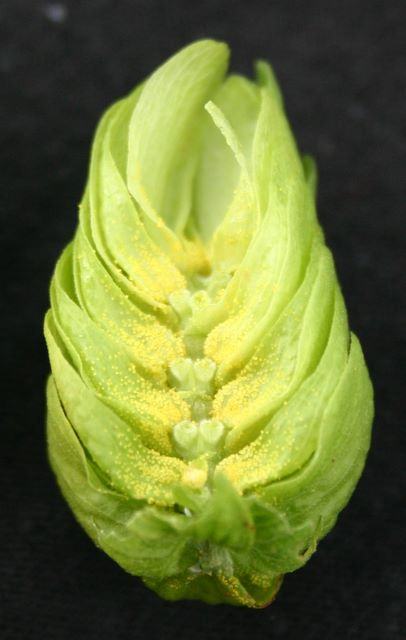 Close-up of split green hop cone revealing yellow lupulin powder