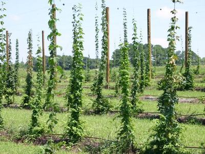 Rows of hop vines climbing vertical poles in a cultivated field