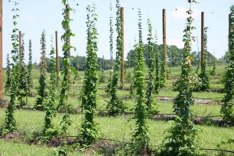 Rows of hop vines climbing vertical poles in a cultivated field