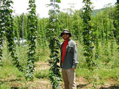 Person standing among tall trellised hop vines in a field