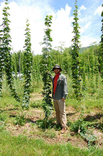 Person standing among tall trellised hop vines in a field