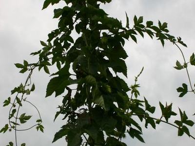 Vine climbing a tall support pole against a cloudy sky