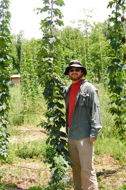 Man wearing hat and sunglasses standing beside a tall climbing hop vine in a field