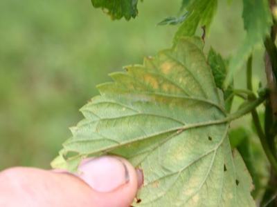 Hand holding a green leaf with small holes and yellowing along the veins