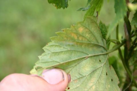 Hand holding a green leaf with small holes and yellowing along the veins