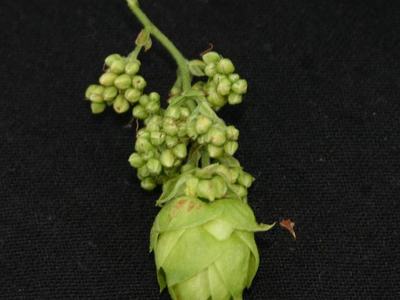 Green hop cone with attached cluster of small green buds on black background