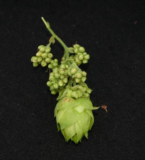 Green hop cone with attached cluster of small green buds on black background